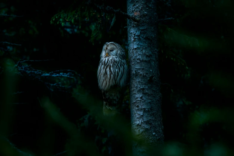 an owl sitting on top of a tree in the dark