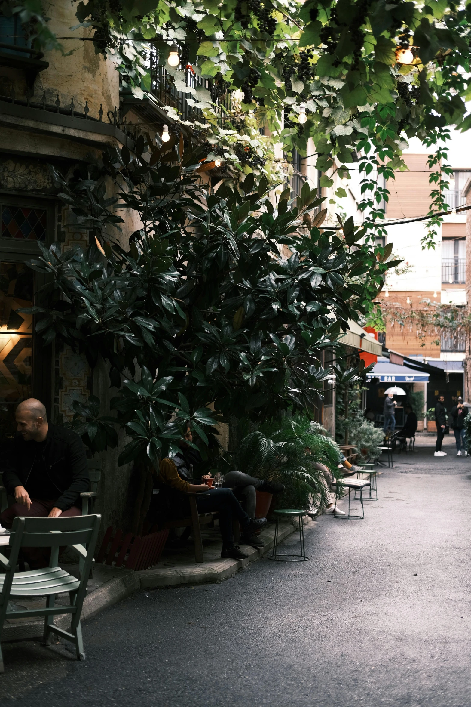 a row of tables and chairs under a leafy tree