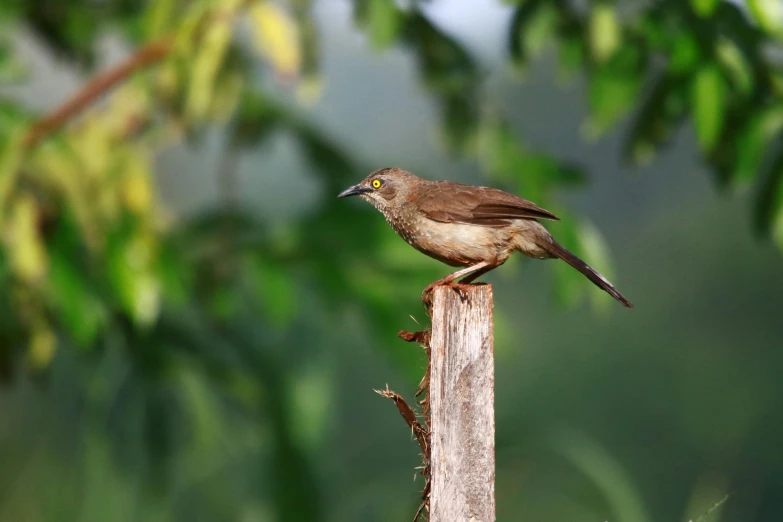 a bird that is sitting on a pole