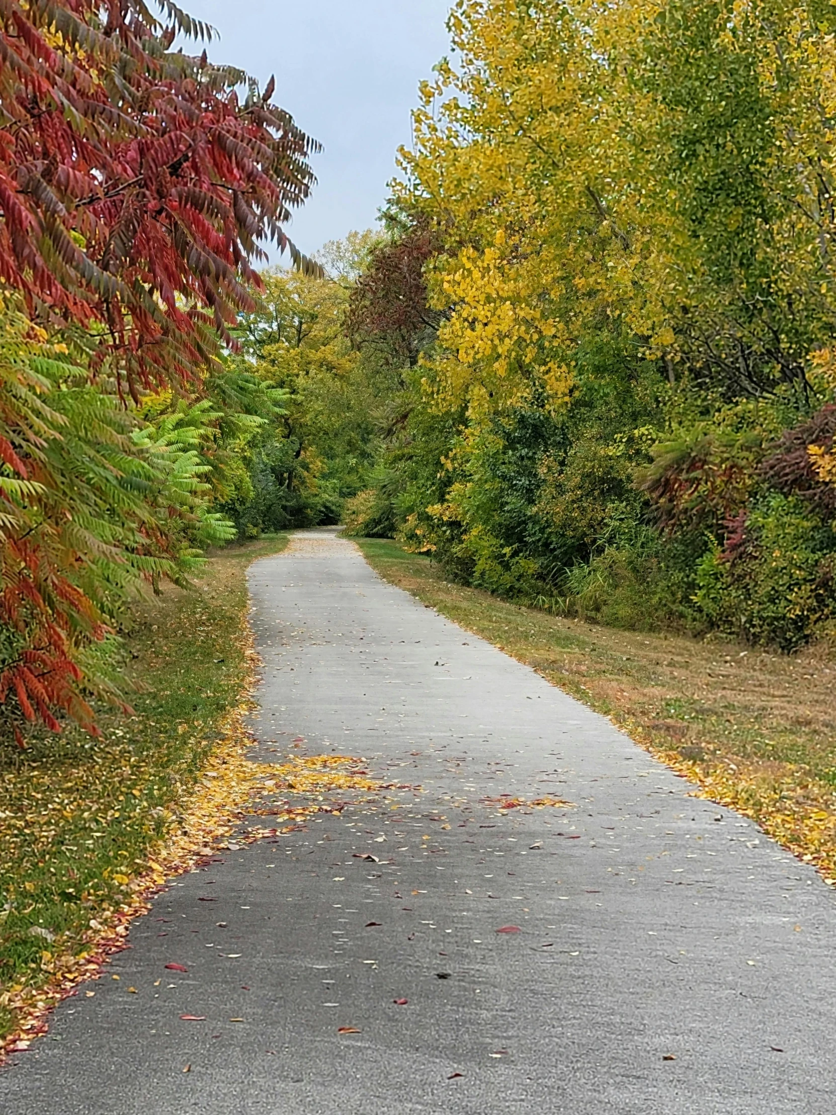 the road in the fall is next to some leaves