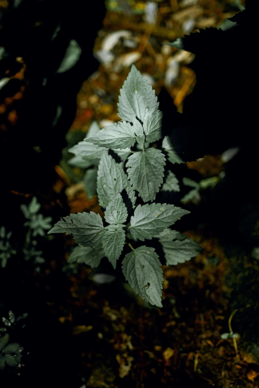 a small tree that has a few leaves growing in it