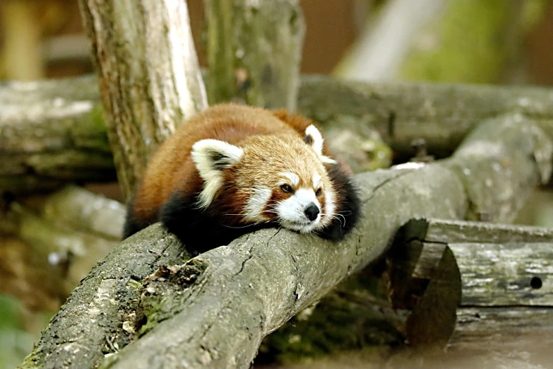 a red panda bear lying on top of a fallen tree nch