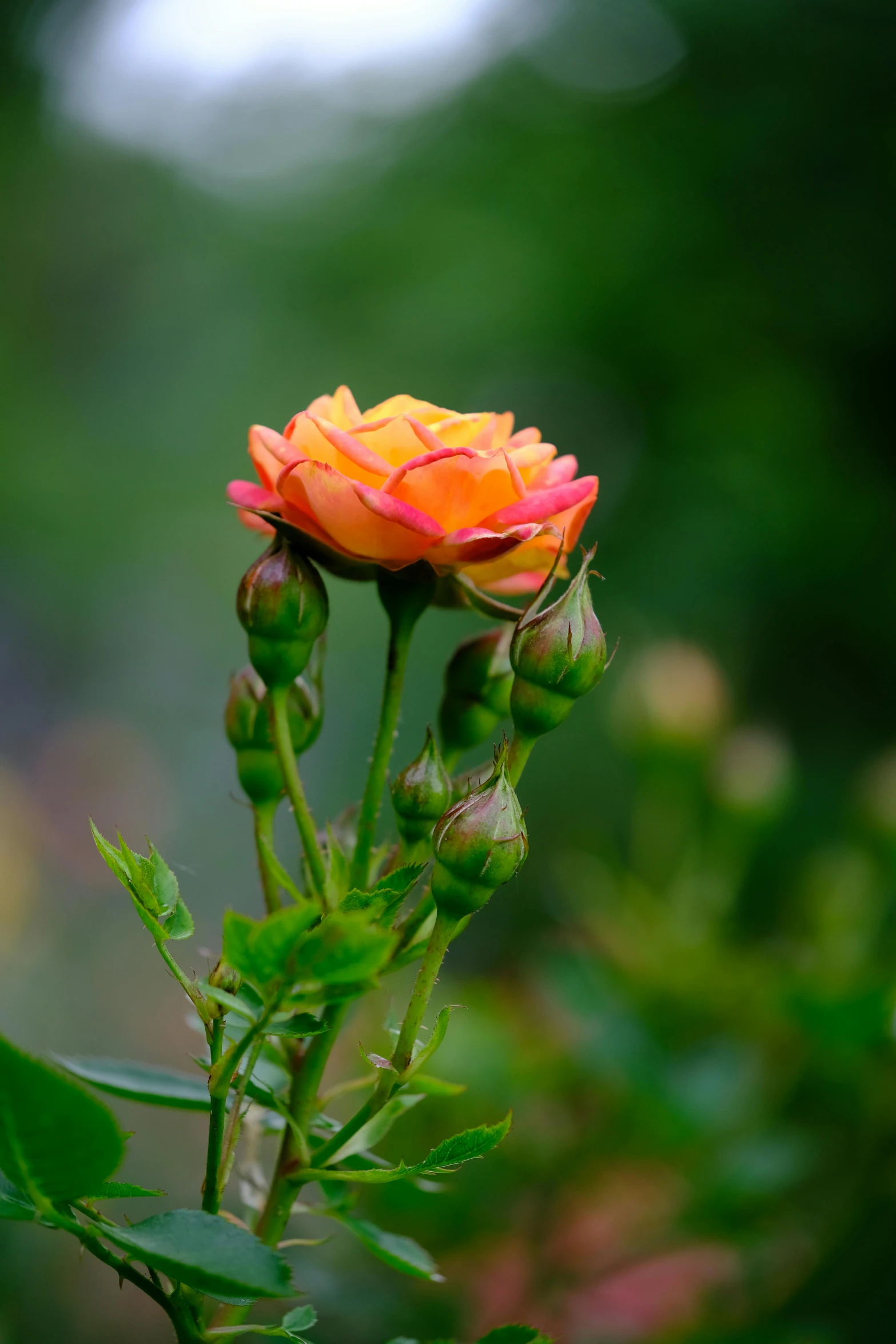 a single, pink, rose bud on a green stem