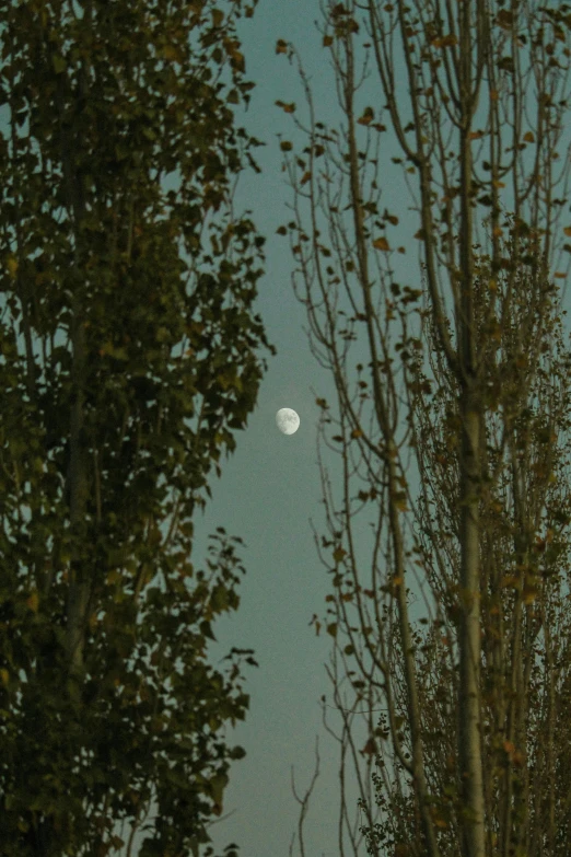 a clear view of trees in the night