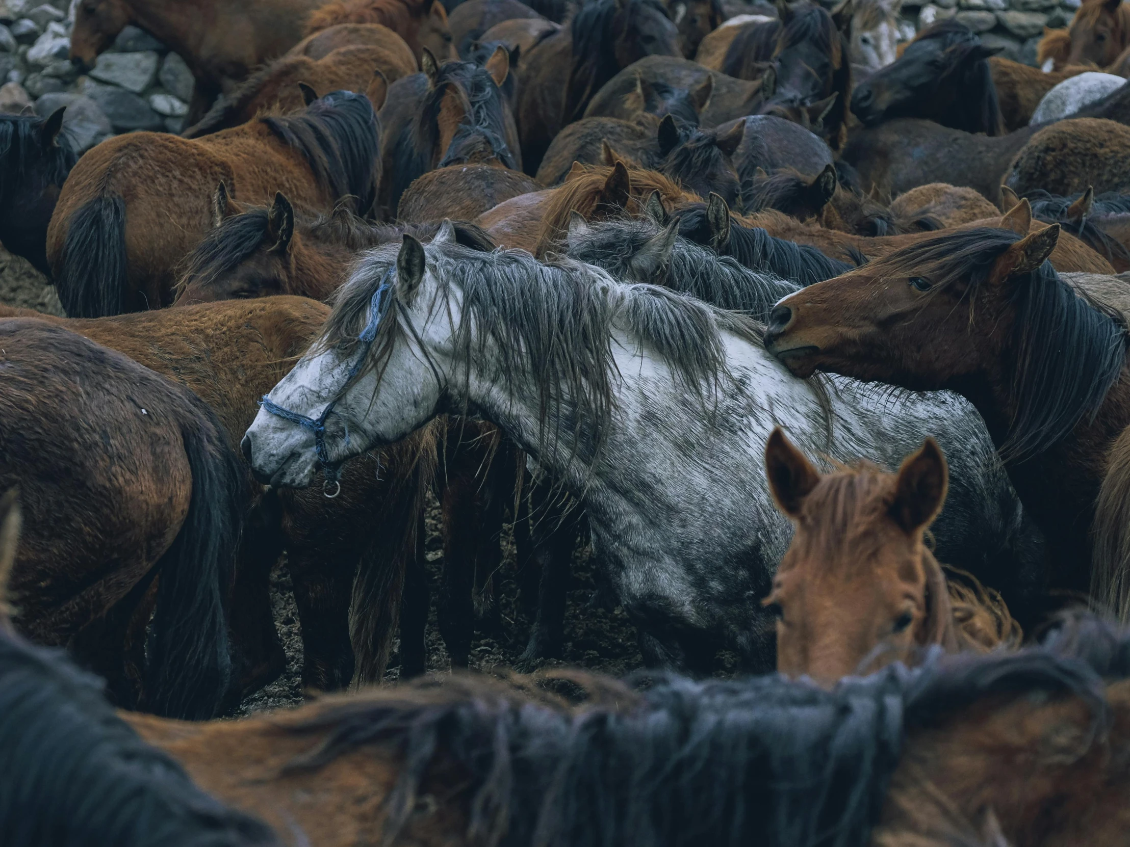 a group of horses that are standing in the grass