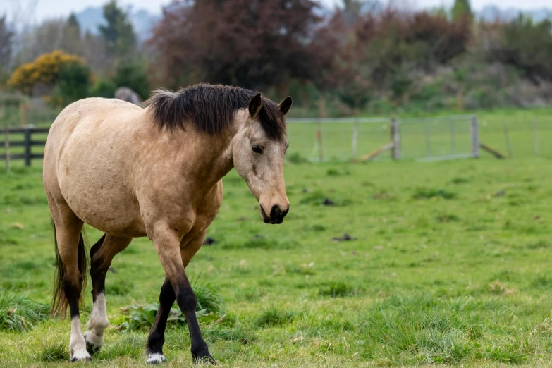 a horse is walking in an open grassy field