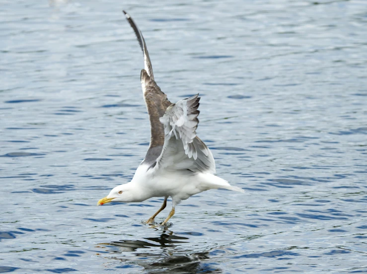 a bird that is standing in the water