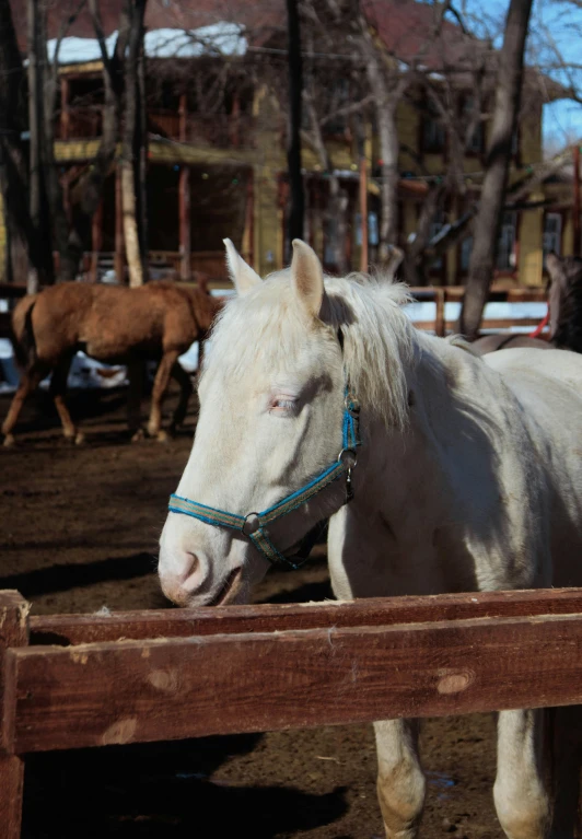 white horse with bridle in brown dirt area next to wooden fence