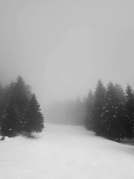 trees on top of a hill in front of fog