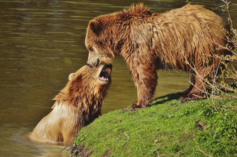 a couple of brown bears standing on top of a river