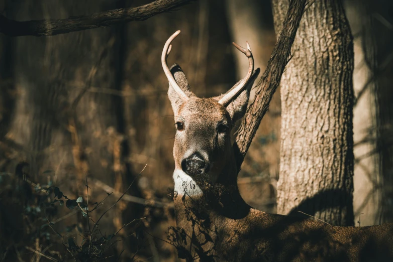 a deer in the woods behind some trees