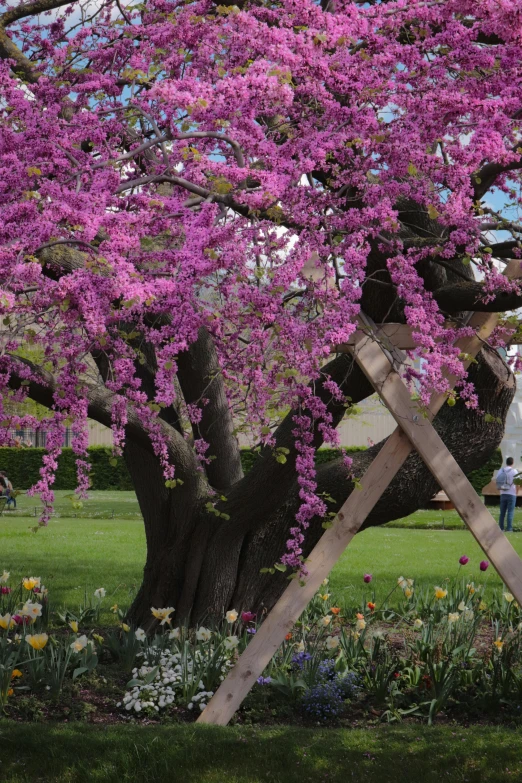 a woman in a white shirt and some purple flowers under a tree