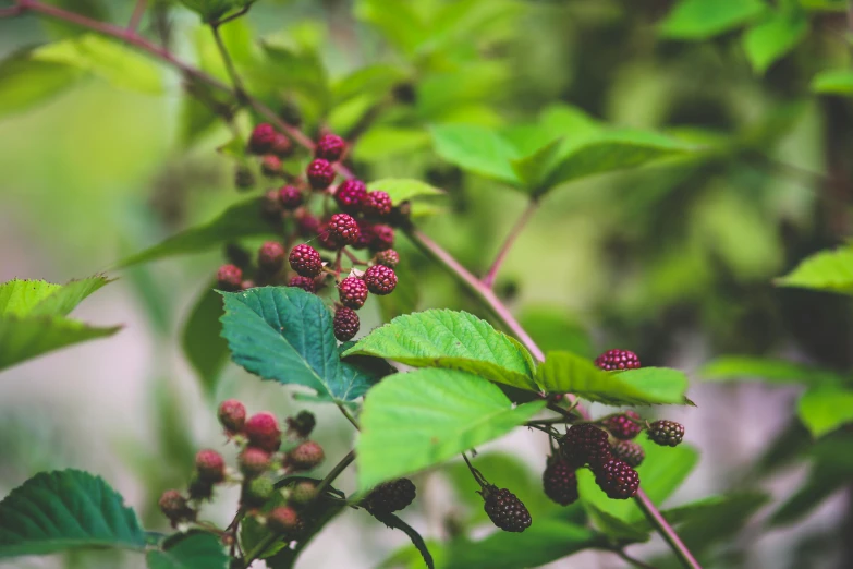 close up of berries on the nch of an old bush