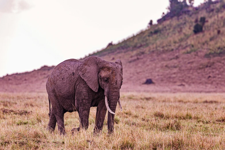 an elephant stands in a grassy plain with a mountain in the background