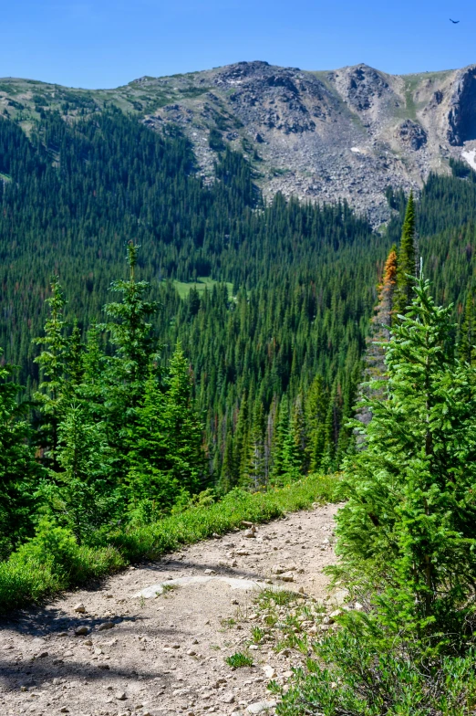 a dirt trail on a hillside next to trees