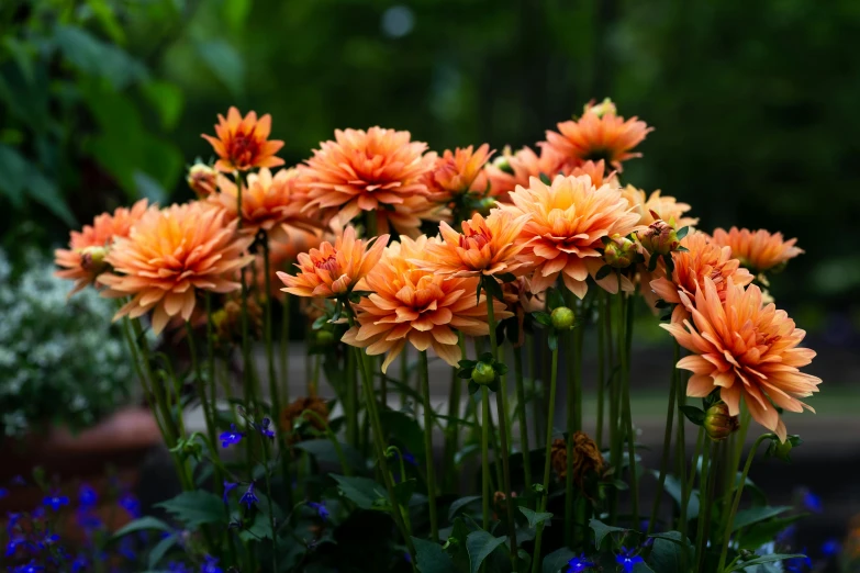 a bunch of orange flowers in some grass