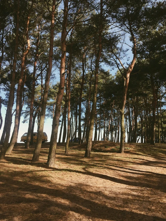 several large trees in a grassy field