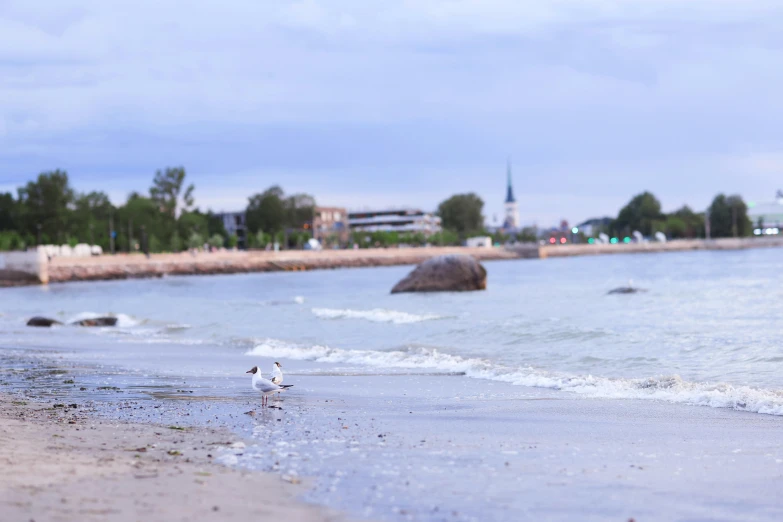 seagulls gather on a beach near the ocean