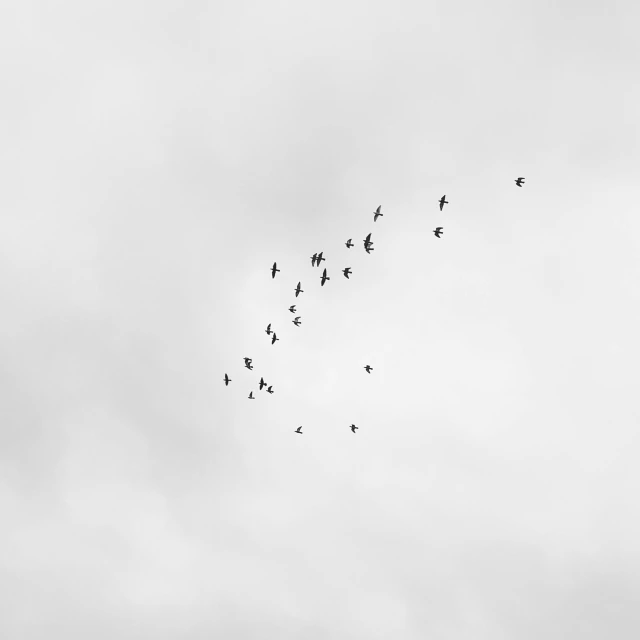 a flock of birds flying in a cloud filled sky