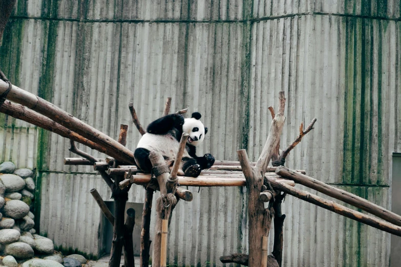 a panda bear is sitting on top of a tree trunk