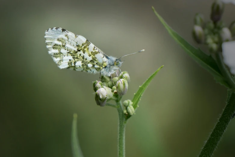 there is a bug that is on the flower