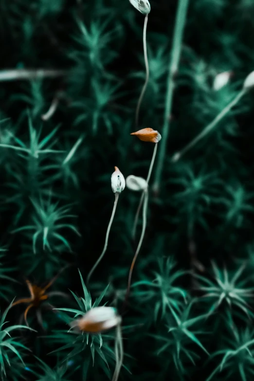 close up view of several small white flowers