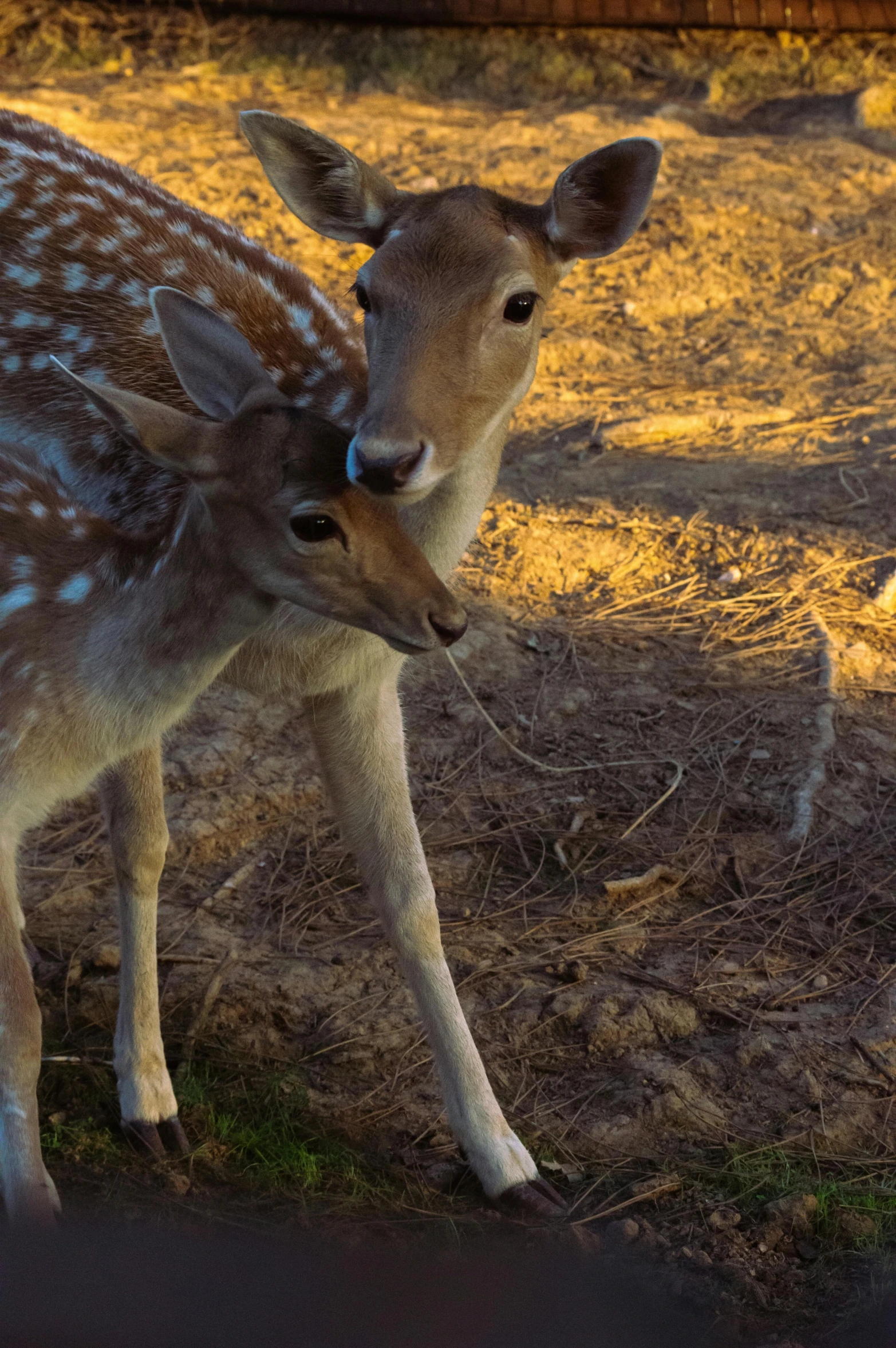 a baby deer rubbing its face on the mother