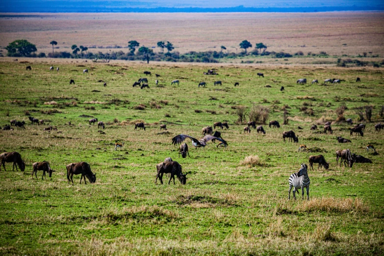 there are many animals in the big green field