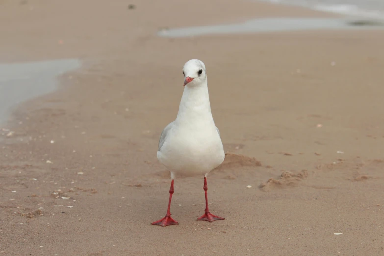 a white bird standing on top of a sandy beach