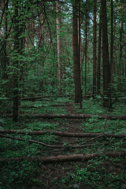 some thickets of trees and leaves in the woods