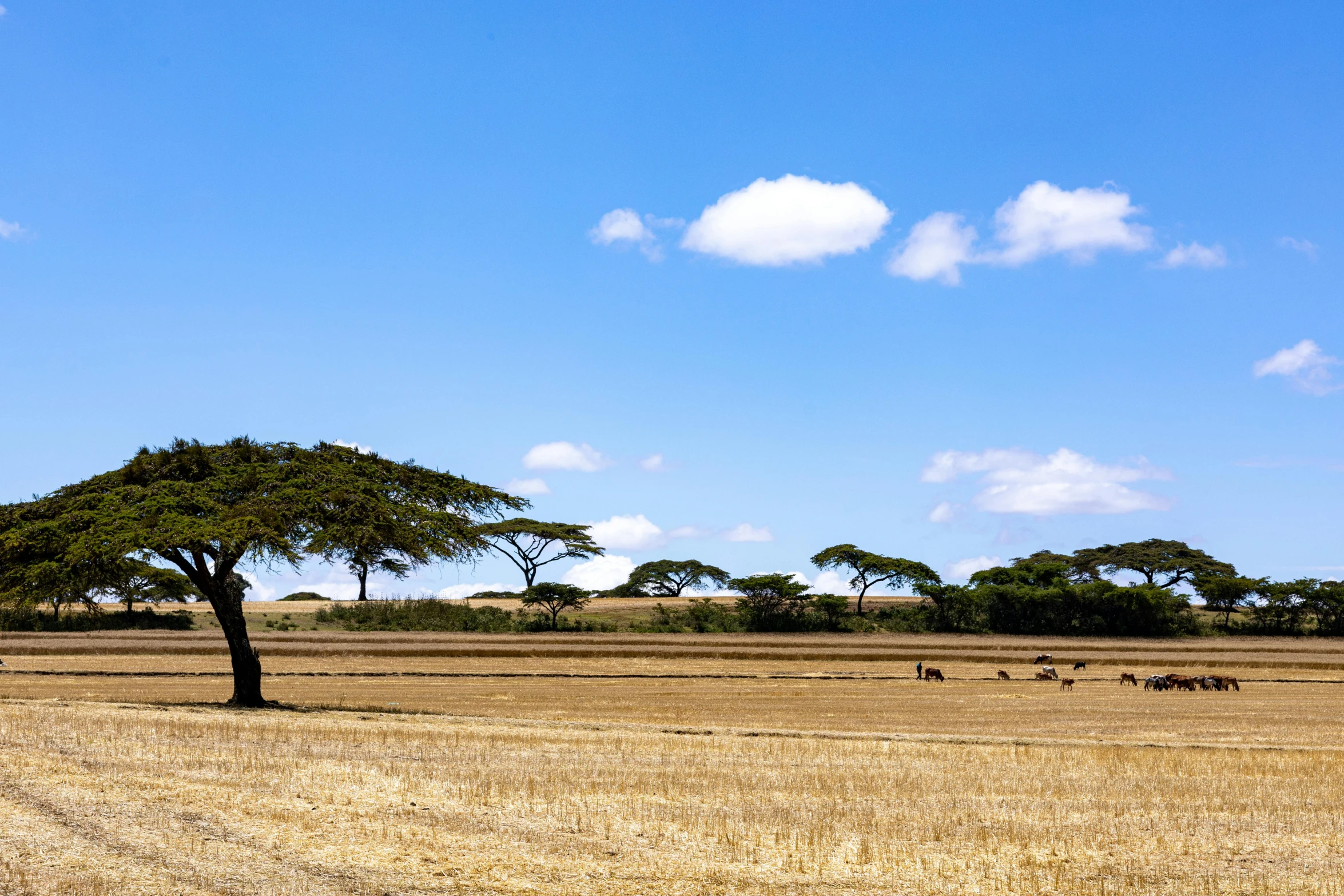 some animals are in the grass around a tree