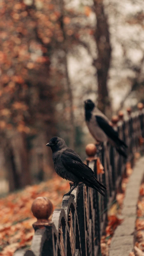 two black birds standing on top of the top of a fence