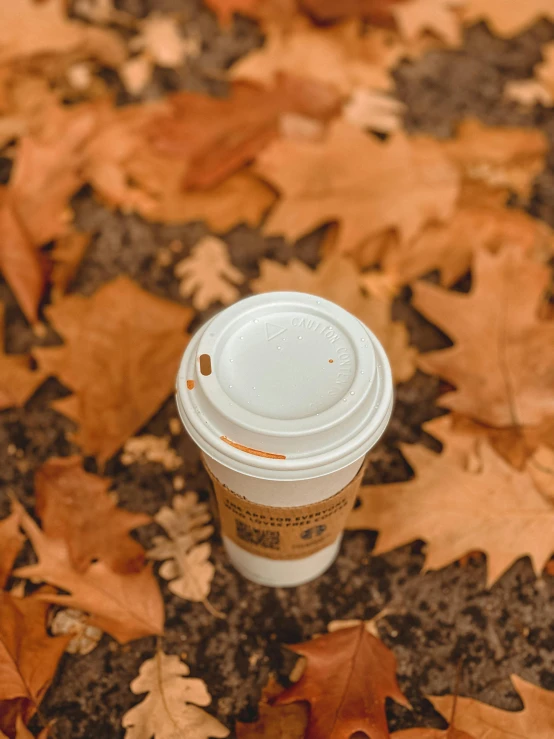 a coffee cup sitting in the leaves in autumn