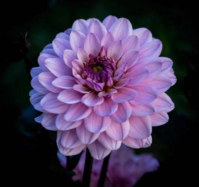 a purple dahline flower in bloom with a dark background