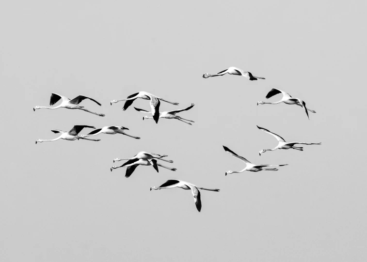 a flock of birds flying through a gray sky