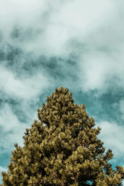 a very big pretty tree with some clouds in the background