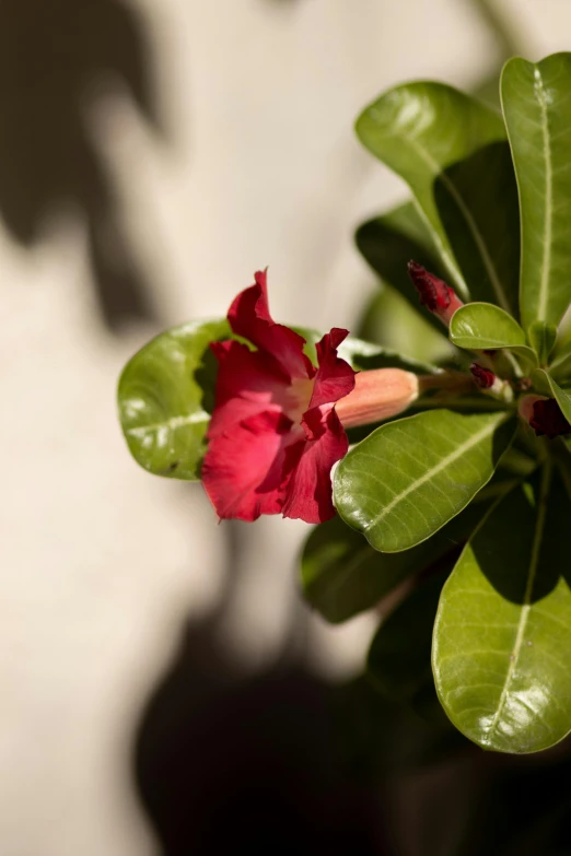 a pink flower with green leaves is shown