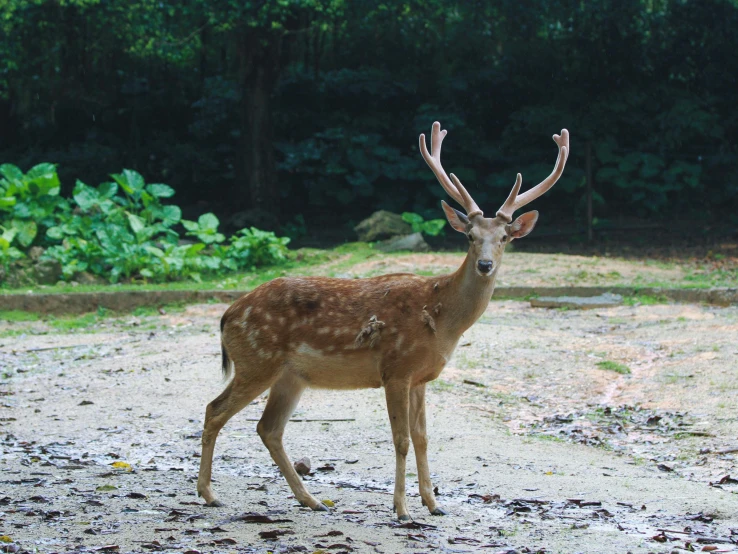 an animal standing in dirt next to trees