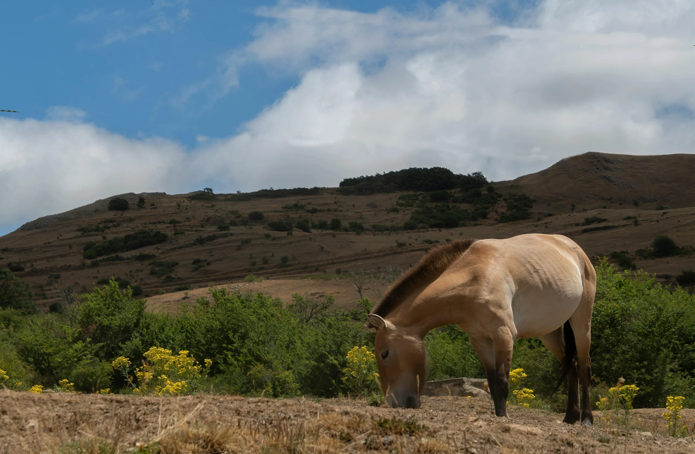 a brown horse standing on top of a lush green field