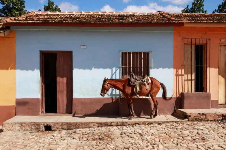 a horse standing in front of a colorful house