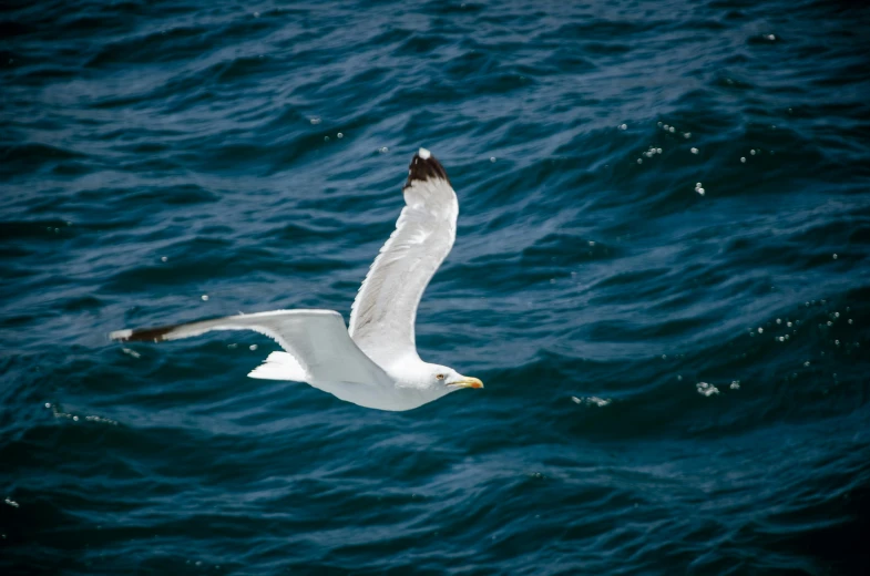 there is a bird that is flying over the water