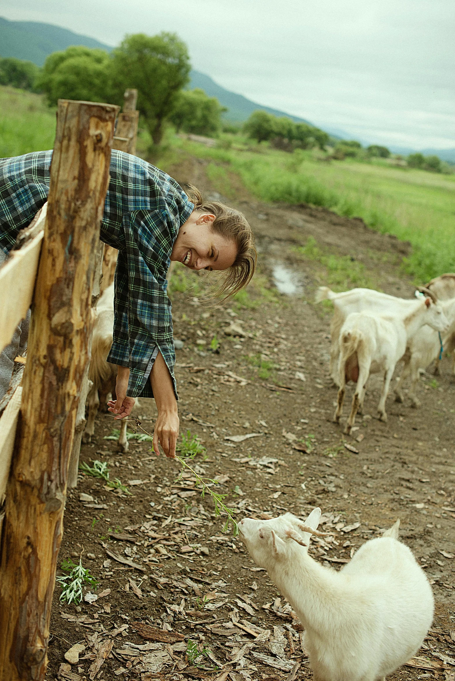 a man pets the sheep at a pen