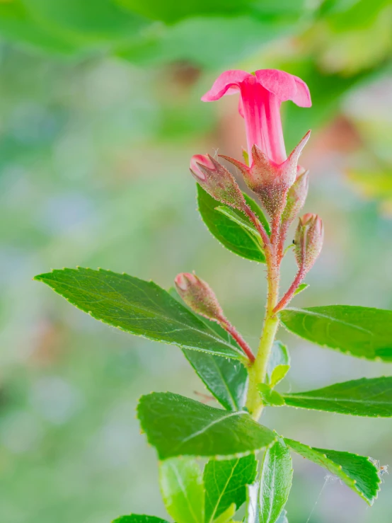 a pink flower with green leaves with a blurry background