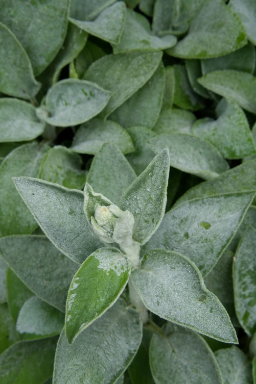 some leaves with water drops all over them