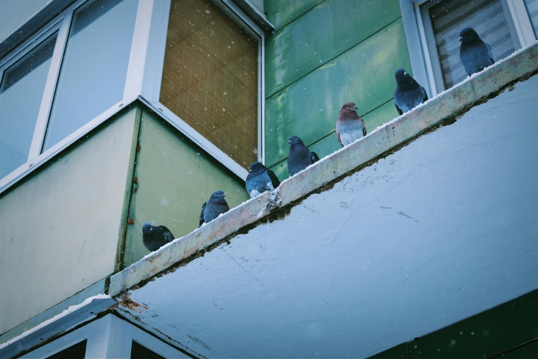 many pigeons perch on the edge of a ledge