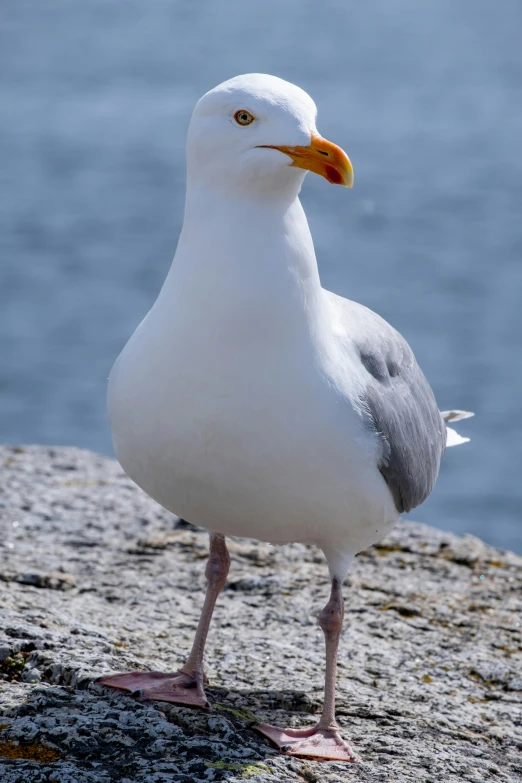 a small bird standing on the edge of a cliff