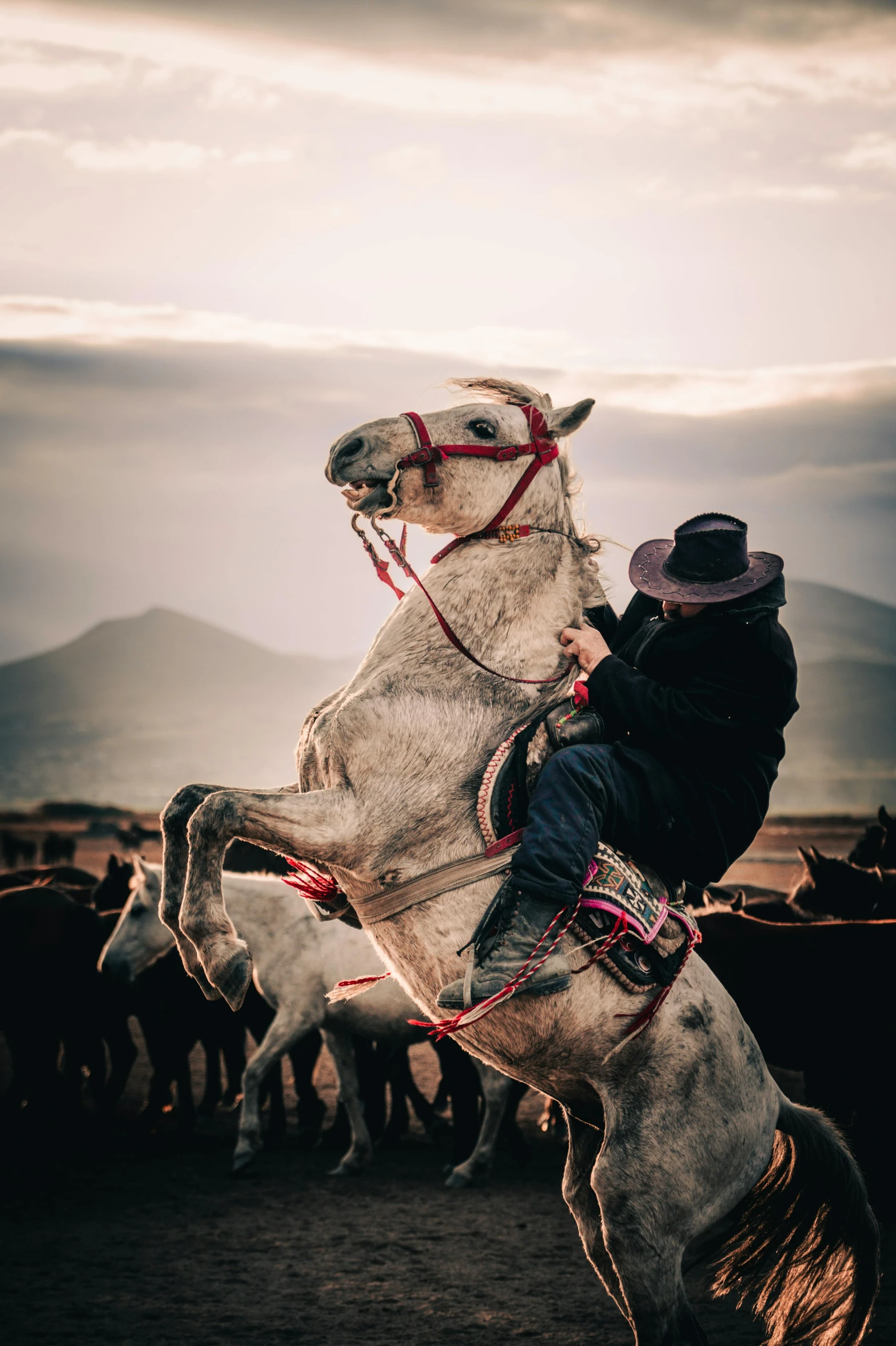 a man riding a white horse across a lot of horses