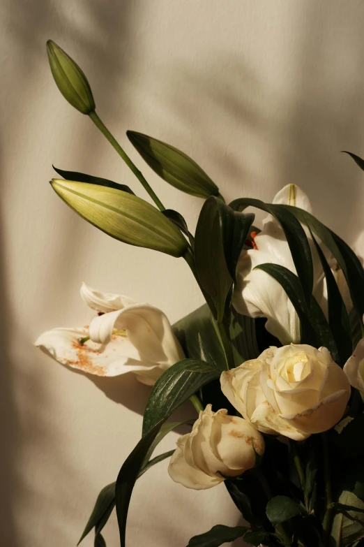 a vase filled with white flowers against a wall