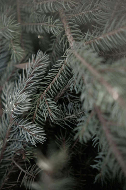 small group of pine nches and other evergreen needles