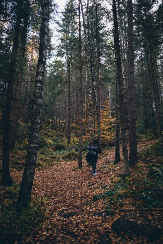 the person is hiking through the woods on the trail